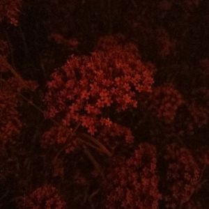 老汉夺走女警花第一次淫秽视播放网站无码
